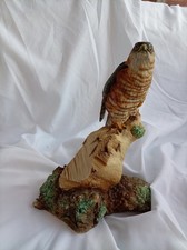 Rare Teviotdale Sparrowhawk