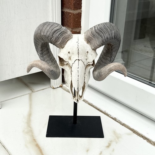 Freestanding rams skull and - rams,