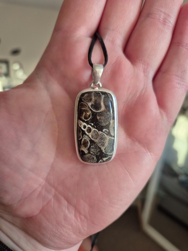 Turritella agate fossil - turritella,