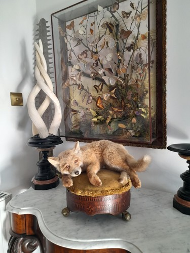 Taxidermy fox super cute - fox,