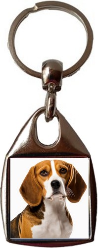 Beagle dog pet - dog, luxury