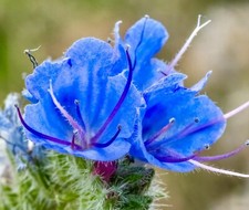 100x viper bugloss british - viper's,