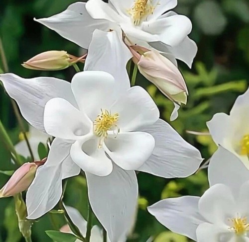Aquilegia seeds snow queen - seeds,