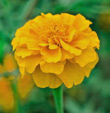 Yellow French Marigold - 150x