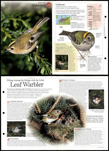 Goldcrest birds - goldcrest,