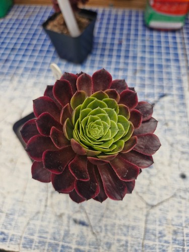Aeonium fiesta succulent - aeonium,
