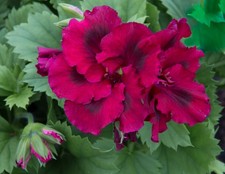 Regal Pelargonium - Dark