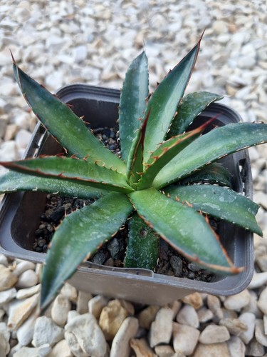 Agave horrida chocolate - agave, 'chocolate