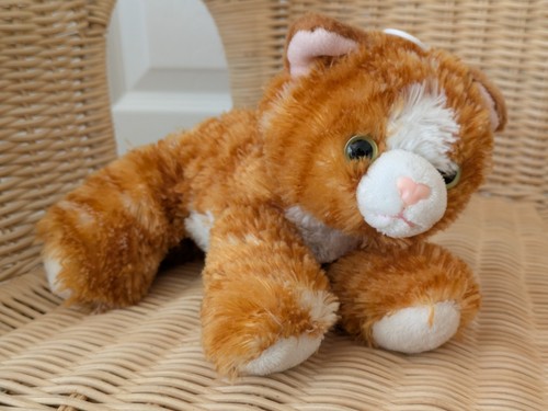 Aurora kitten ginger white - kitten,