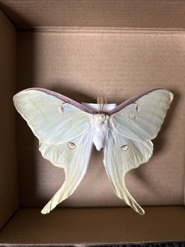 Actias luna moon moth - luna,
