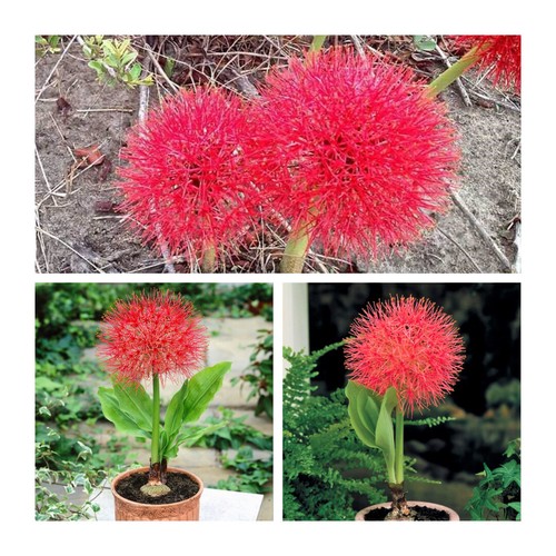 Scadoxus multiflorus bulbs - multiflorus,
