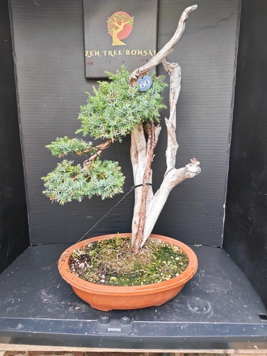 Tanuki needle juniper bonsai - needle,
