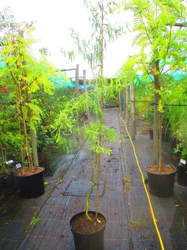 6ft inc pot - , 10litre