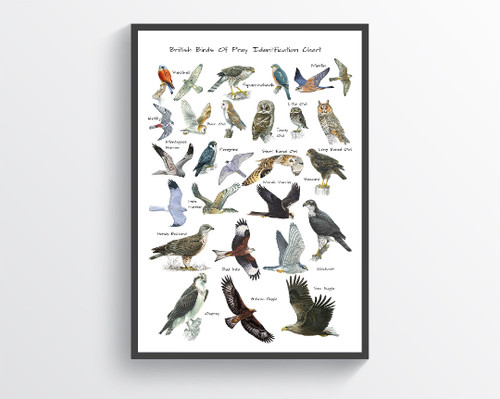 British birds prey - british,