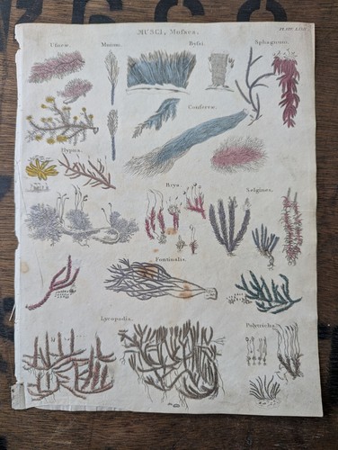 Antique c1815 natural - c1815,