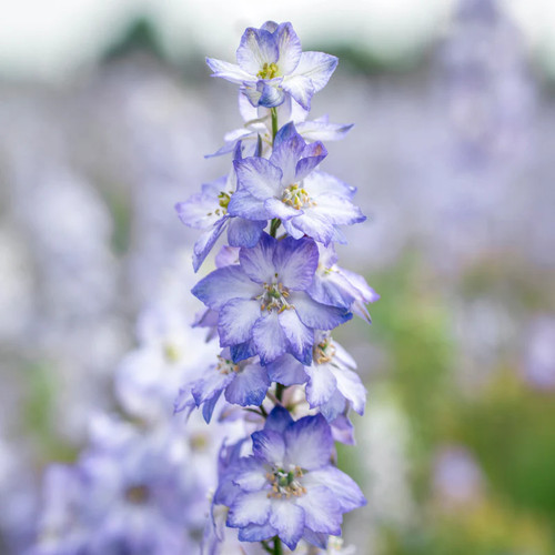 Delphinium consolida fancy - consolida, 'fancy