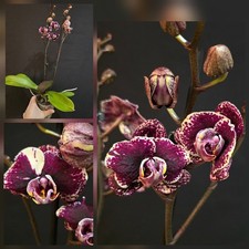 Rare Phalaenopsis 'Black