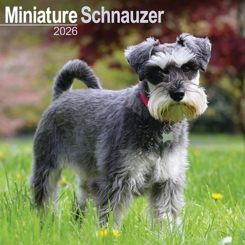 Miniature schnauzer calendar - miniature,