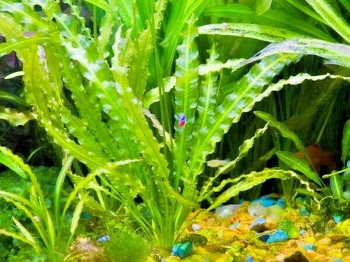 Aponogeton crispus bunch - crispus, a