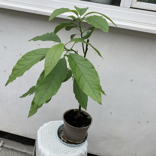 Avocado fruit tree - around, 5