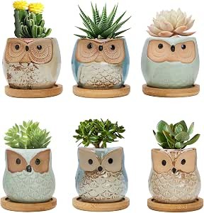 Cute owl succulent - cute, pots,