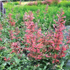 Agastache 'Kudos Coral'. 2L Plant. Two-lipped coral pink flowers.