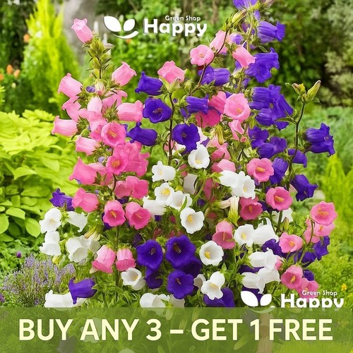 Canterbury bells mix - bells, 1500