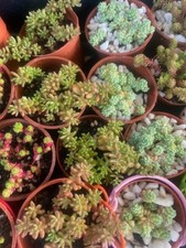 X6 Assorted hardy colourful