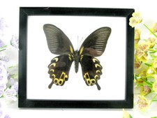 Red Peacock - beautiful real