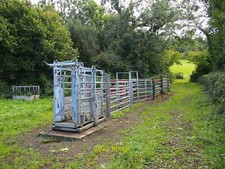 Photo 12x8 Cattle Crush and