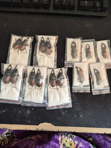 Beetle taxidermy specimens - 15,