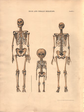 Anatomical, skeleton - Rare
