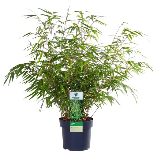 Fargesia rufa hardy - fargesia,