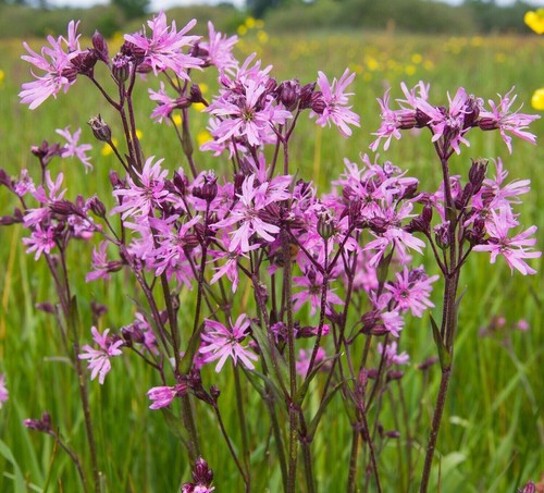 Lychnis flos cuculi - lychnis, 2ltr