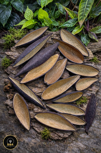 Canoinhas pods terrarium - canoinhas,