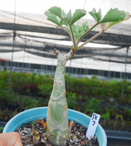 Rare live cacti - rare,