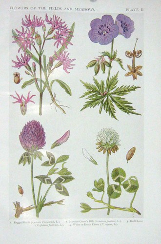 Old vintage print - 1919, flowers