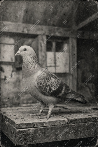 Portrait racing pigeon - portrait, of