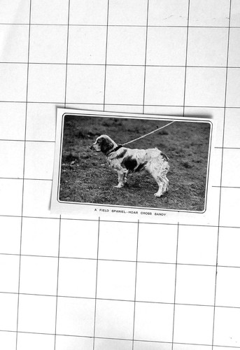 1903 field spaniel hoar - 1903, spaniel,
