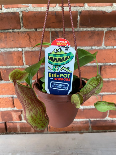 Nepenthes pitcher plants - ‘pitcher, plants’