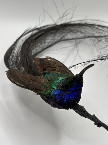 Rare hummingbird - rare,
