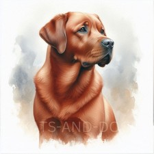 FOX RED LABRADOR  Watercolour