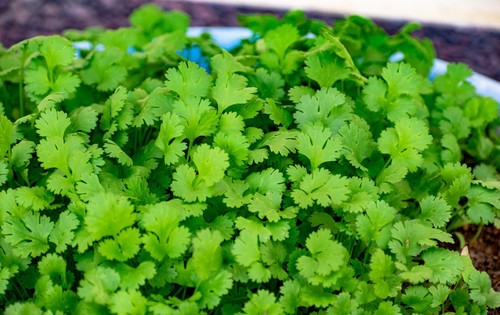 Coriander plug plants grow - plug, "grow