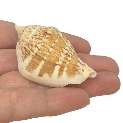 Dog conch seashells 4 to - dog,
