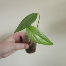 Epipremnum Pinnatum Cebu Blue