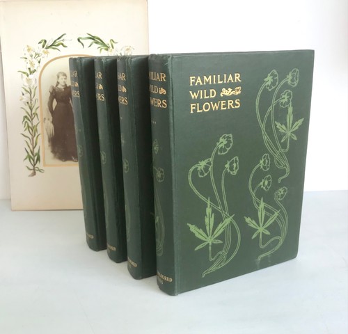 Familiar wild flowers series - familiar,