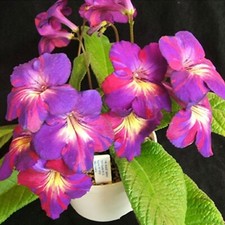 Streptocarpus Spin Art-Plug