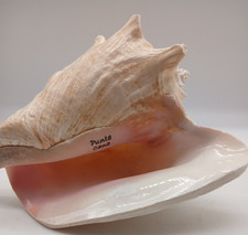 Conch large sea beach - shell,