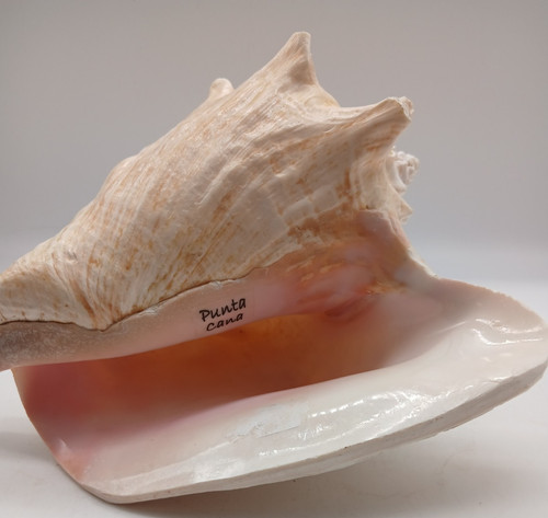 Conch large sea - shell,