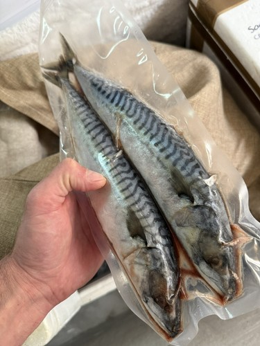 Cornish large mackerel - mackerel,